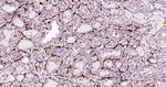 IL-4 Recombinant Rabbit Monoclonal Antibody (14G6)