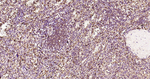 IL-4 Antibody in Immunohistochemistry (Paraffin) (IHC (P))