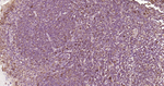 IL-4 Antibody in Immunohistochemistry (Paraffin) (IHC (P))
