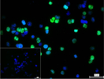 GATA1 Recombinant Rabbit Monoclonal Antibody (6B12)