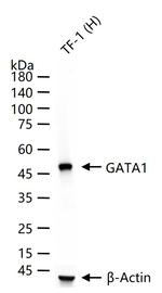GATA1 Antibody in Western Blot (WB)
