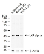 LXR alpha Recombinant Rabbit Monoclonal Antibody (4A8)