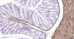 MYH11 Antibody in Immunohistochemistry (Paraffin) (IHC (P))