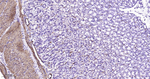 MYH11 Antibody in Immunohistochemistry (Paraffin) (IHC (P))