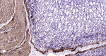 MYH11 Antibody in Immunohistochemistry (Paraffin) (IHC (P))