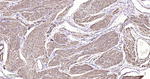 MYH11 Antibody in Immunohistochemistry (Paraffin) (IHC (P))