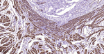 MYH11 Antibody in Immunohistochemistry (Paraffin) (IHC (P))