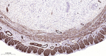 MYH11 Antibody in Immunohistochemistry (Paraffin) (IHC (P))