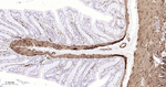 MYH11 Antibody in Immunohistochemistry (Paraffin) (IHC (P))