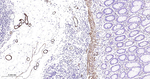 MYH11 Antibody in Immunohistochemistry (Paraffin) (IHC (P))