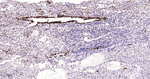 MYH11 Antibody in Immunohistochemistry (Paraffin) (IHC (P))