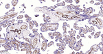 MYH11 Antibody in Immunohistochemistry (Paraffin) (IHC (P))