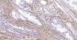 MYH11 Antibody in Immunohistochemistry (Paraffin) (IHC (P))