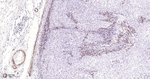 MYH11 Recombinant Rabbit Monoclonal Antibody (1F11)