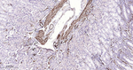 MYH11 Antibody in Immunohistochemistry (Paraffin) (IHC (P))