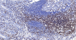 CD3 Antibody in Immunohistochemistry (Paraffin) (IHC (P))