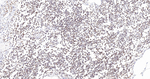 CD3 Antibody in Immunohistochemistry (Paraffin) (IHC (P))