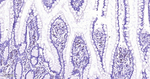 CD3 Antibody in Immunohistochemistry (Paraffin) (IHC (P))