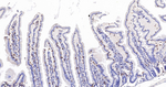 CD3 Antibody in Immunohistochemistry (Paraffin) (IHC (P))