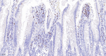 CD3 Antibody in Immunohistochemistry (Paraffin) (IHC (P))