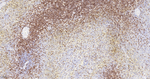 CD3 Antibody in Immunohistochemistry (Paraffin) (IHC (P))