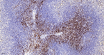CD3 Antibody in Immunohistochemistry (Paraffin) (IHC (P))
