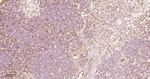 CD3 Antibody in Immunohistochemistry (Paraffin) (IHC (P))