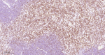 CD3 Antibody in Immunohistochemistry (Paraffin) (IHC (P))