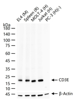 CD3 Antibody in Western Blot (WB)