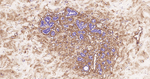 Periostin Antibody in Immunohistochemistry (Paraffin) (IHC (P))