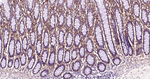 Periostin Antibody in Immunohistochemistry (Paraffin) (IHC (P))