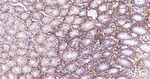 Periostin Antibody in Immunohistochemistry (Paraffin) (IHC (P))