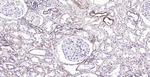 CD39 Antibody in Immunohistochemistry (Paraffin) (IHC (P))