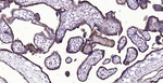 CD39 Antibody in Immunohistochemistry (Paraffin) (IHC (P))