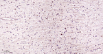 NMDAR2A Antibody in Immunohistochemistry (Paraffin) (IHC (P))