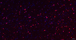 NMDAR2A Recombinant Rabbit Monoclonal Antibody (3C3)