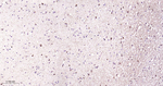 NMDAR2A Antibody in Immunohistochemistry (Paraffin) (IHC (P))