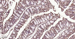 CLOCK Antibody in Immunohistochemistry (Paraffin) (IHC (P))