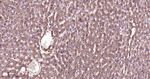 CLOCK Antibody in Immunohistochemistry (Paraffin) (IHC (P))