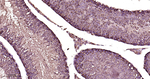 CLOCK Antibody in Immunohistochemistry (Paraffin) (IHC (P))