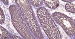 CLOCK Antibody in Immunohistochemistry (Paraffin) (IHC (P))