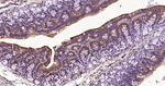 CLOCK Antibody in Immunohistochemistry (Paraffin) (IHC (P))