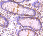 CLOCK Recombinant Rabbit Monoclonal Antibody (3F9)