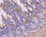 CLOCK Antibody in Immunohistochemistry (Paraffin) (IHC (P))