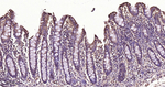 CLOCK Antibody in Immunohistochemistry (Paraffin) (IHC (P))