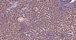 CLOCK Antibody in Immunohistochemistry (Paraffin) (IHC (P))