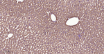 CLOCK Antibody in Immunohistochemistry (Paraffin) (IHC (P))