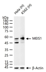 MEIS1 Antibody in Western Blot (WB)