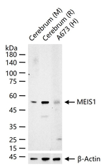 MEIS1 Recombinant Rabbit Monoclonal Antibody (19G14)