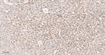 MOG Antibody in Immunohistochemistry (Paraffin) (IHC (P))